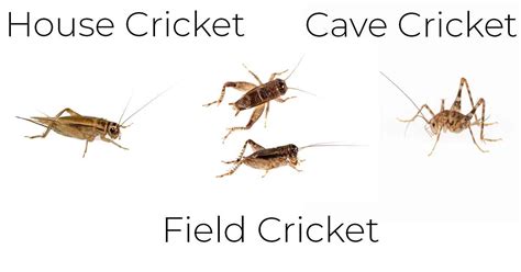 1crickex|Crickex .